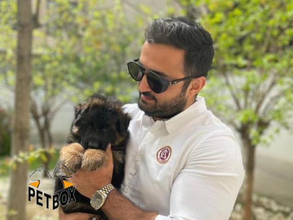 فروش ژرمن شپرد  مو بلند