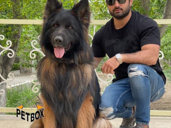 فروش ژرمن شپرد  مو بلند