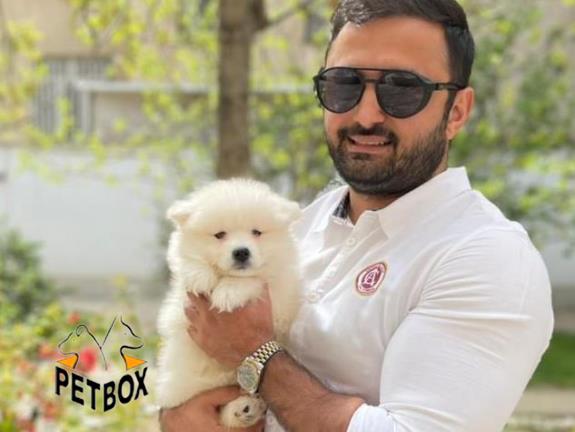 فروش توله ی  ساموید