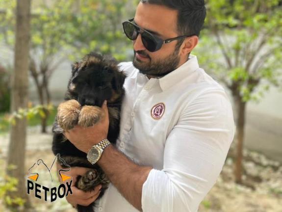 فروش ژرمن شپرد  مو بلند