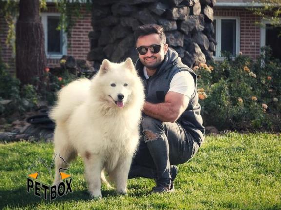 فروش توله ی  ساموید