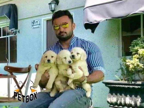 فروش توله های گلدنرتریر