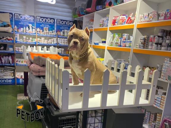 فروش توله ی عظیم الجثه ی امریکن بولی - pitbull