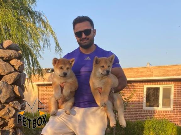 فروش توله ی جاپانیز آکیتا