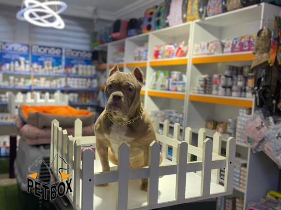 فروش توله های امریکن بولی - pitbull