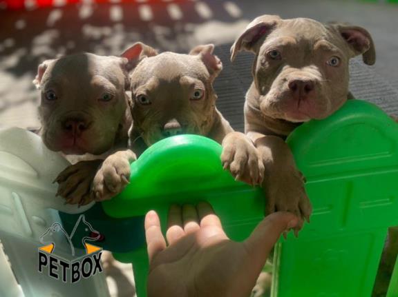 فروش توله های امریکن بولی  سر و کله درشت - pitbull