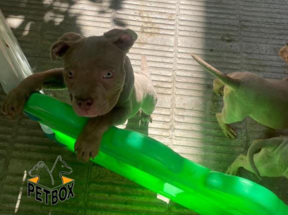 فروش توله های امریکن بولی  - pitbull