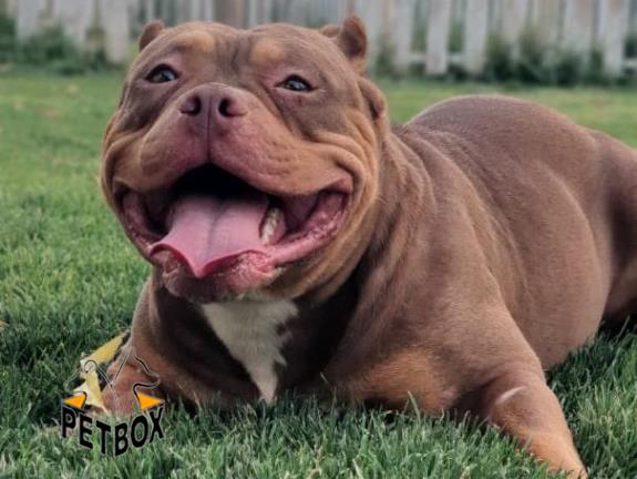 فروش توله های امریکن بولی - pitbull