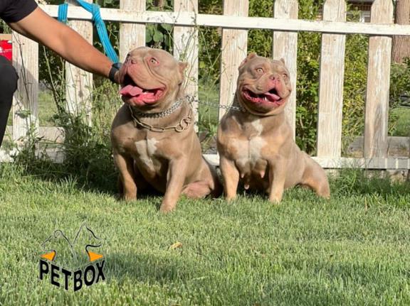فروش توله های امریکن بولی - pitbull