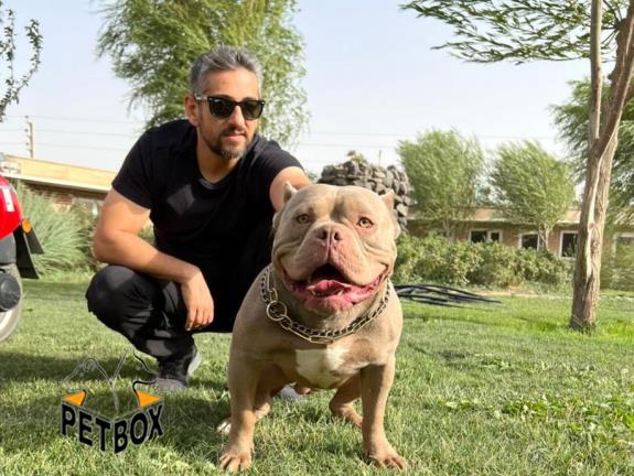 فروش توله های امریکن بولی پوکت سایز - pitbull