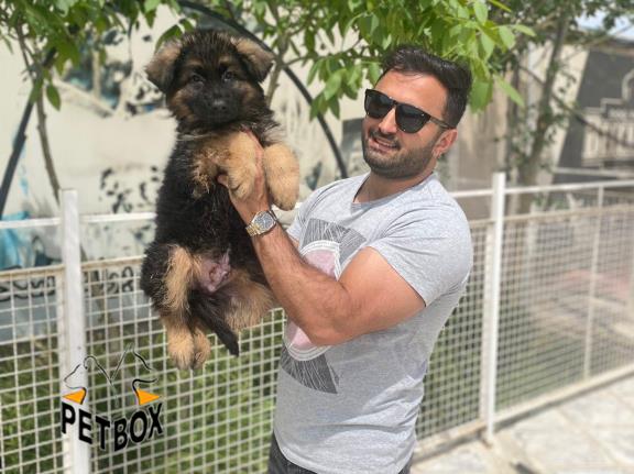 فروش ژرمن شپرد  مو بلند