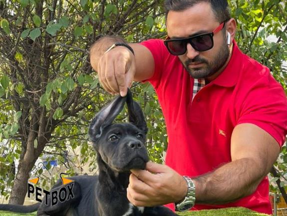    فروش توله ی   کن کورسو