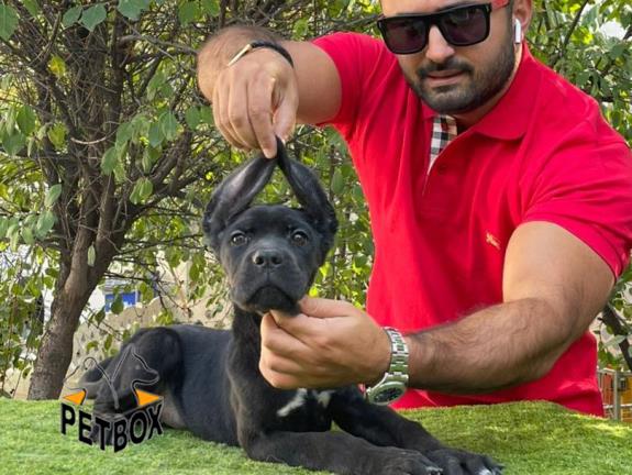 فروش توله ی کنکورسو