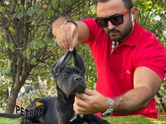    فروش توله ی   کن کورسو  