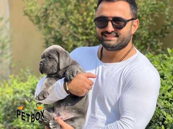 فروش توله های کنکورسو