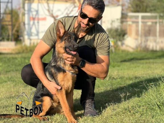 فروش توله های ژرمن شپرد مو کوتاه