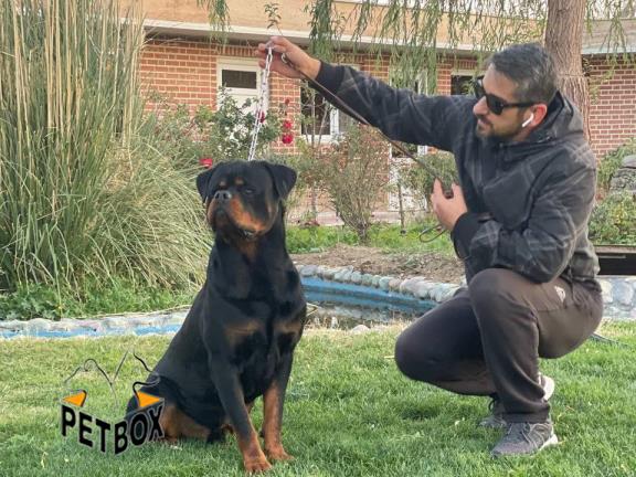 فروش توله ی روتوایلر