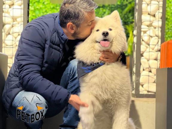 فروش توله های ساموید 