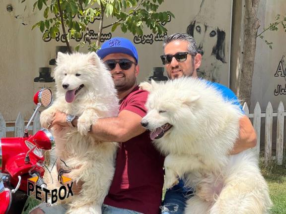 فروش توله های ساموید صورت خندان  - فروش سگ بولداگ