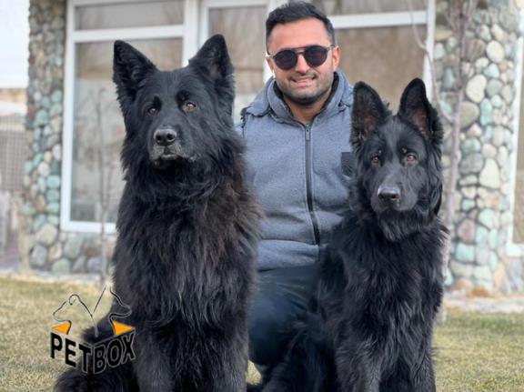 فروش توله های بلک ژرمن مو بلند