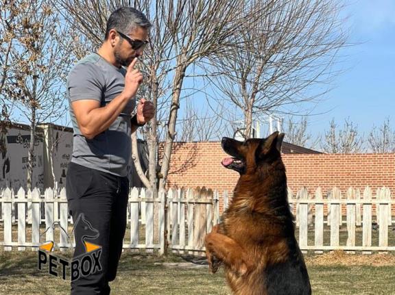 فروش توله ی ژرمنشپرد کد 2