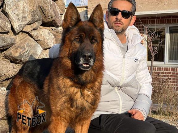فروش توله های ژرمنشپرد کد 4