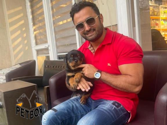 فروش توله ی روتوایلر کد 3