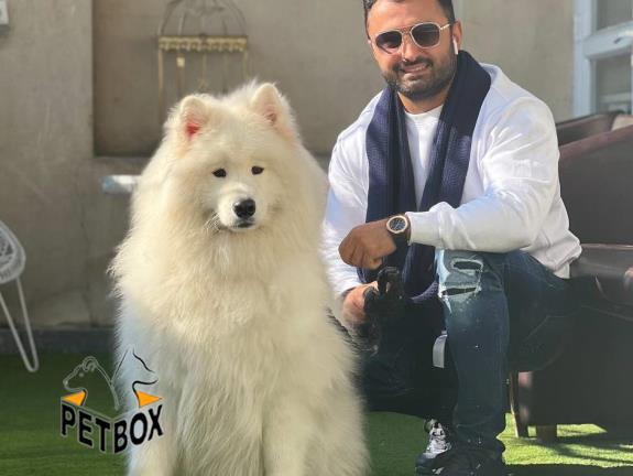 فروش توله ی ساموید 