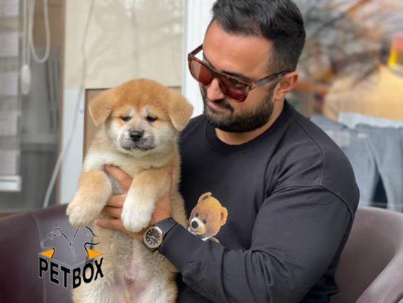 فروش توله ی جاپانیز آکیتا کد 10