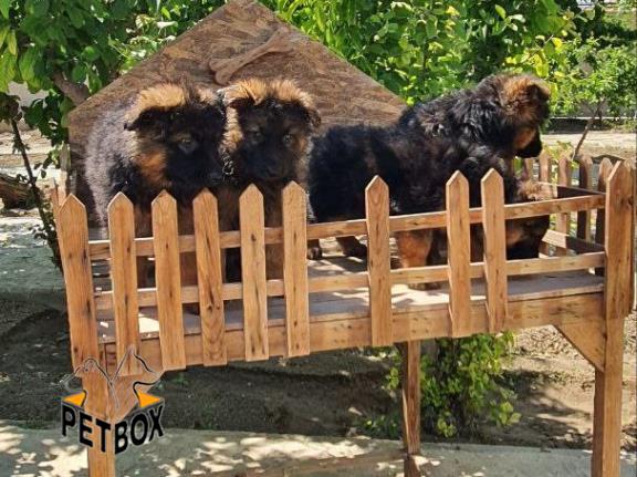 فروش توله های ژرمن شپرد کد 13