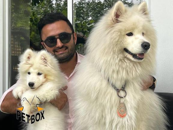 فروش توله ی ساموید مو با تراکم بالا کد 7