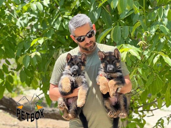 فروش توله های هیرو 