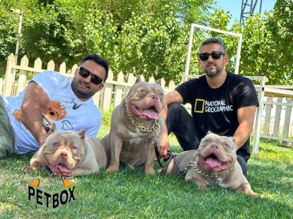 فروش توله های امریکن بولی کد 2