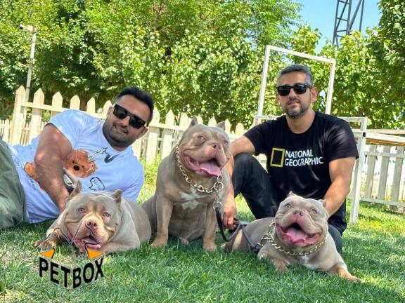 فروش امریکن بولی فقط در پتباکس