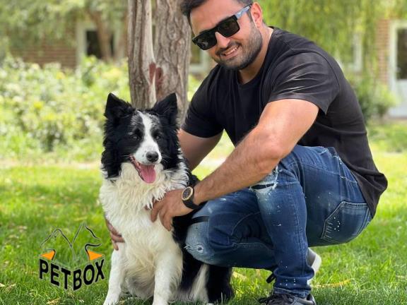 فروش بردر کالی نژاد خاص و کمیاب - سگ بردرکالی
