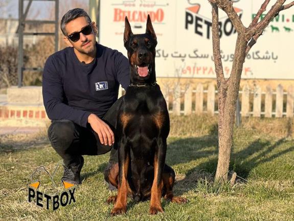 فروش توله ی دوبرمن تیپ اروپایی کد 3