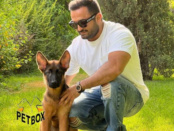  فروش توله های ژرمنشپرد کد14