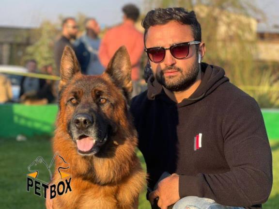  فروش توله های ژرمنشپرد کد 15