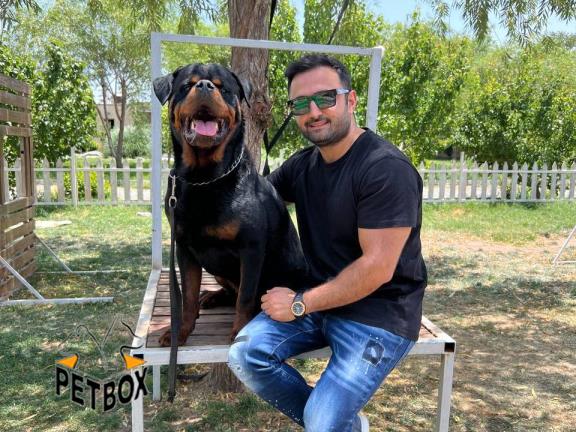 فروش توله های روتوایلر کد 14