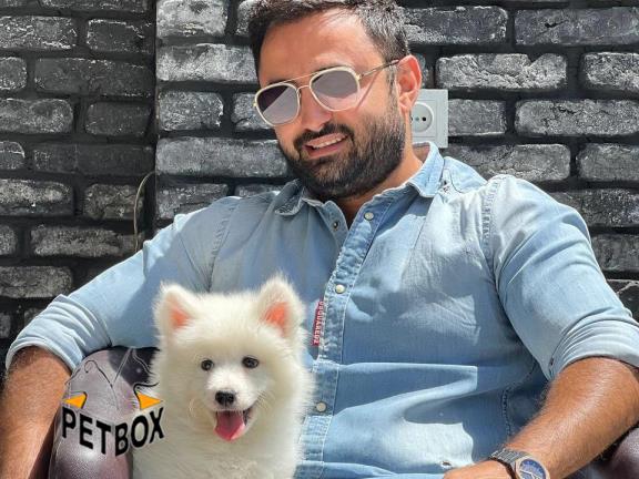 فروش توله های ساموید کینگ سایز - فروش سگ ساموید