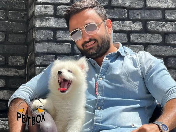 فروش توله های بینظیر ساموید کد 14 - فروش سگ ساموید