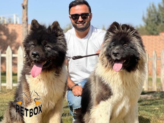 فروش توله های امریکن اکیتا