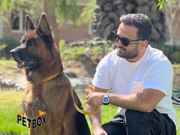 فروش توله های ژرمنشپرد مولد شجره دار