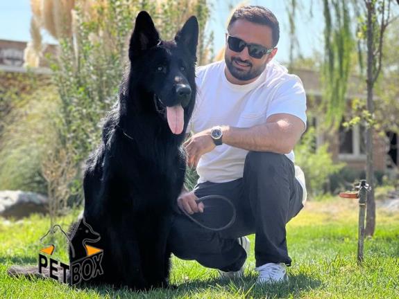 فروش توله های بلک ژرمن