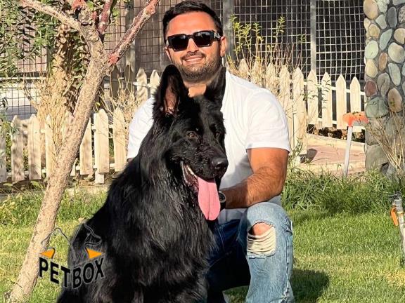 فروش توله ی بلک ژرمن