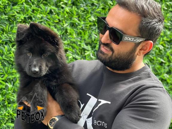 فروش توله ی بلک ژرمن 