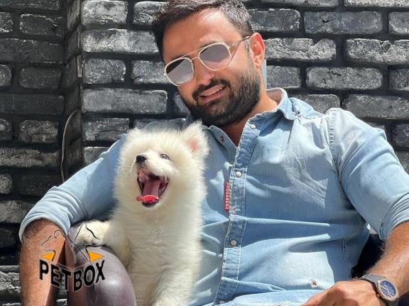 توله های ساموید مو با تراکم بالا  - فروش سگ ساموید