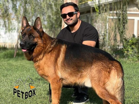 فروش توله های ژرمنشپرد 