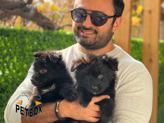 فروش توله های بلک ژرمن 