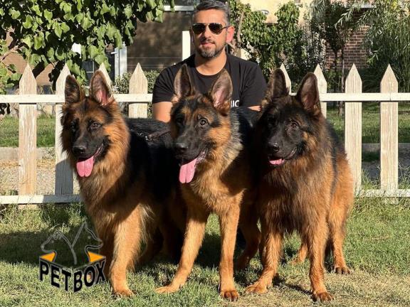 فروش ژرمنشپرد 1 ساله بالغ